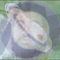 Community icon