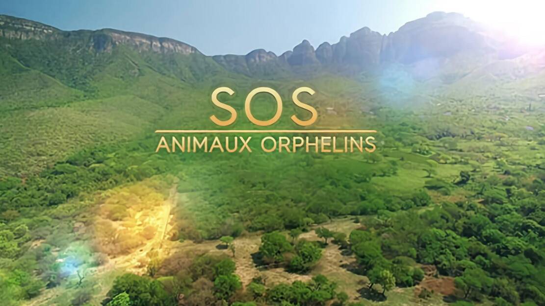 SOS animaux orphelins A la recherche de maman genette